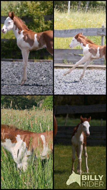 Aussergewöhnliches Quarter Horse Stutfohlen, Kerstin Rehbehn (Pferdemarketing Ost), Horses For Sale, Nienburg, Image 12