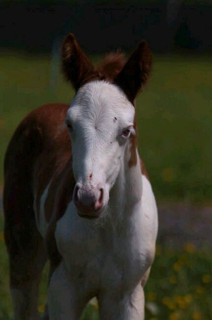 Aussergewöhnliches Quarter Horse Stutfohlen, Kerstin Rehbehn (Pferdemarketing Ost), Horses For Sale, Nienburg, Image 2