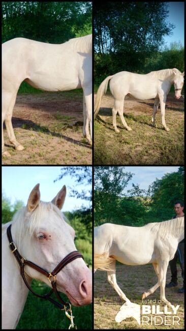 Aussergewöhnliche Quarter Horse Stute in toller Cremello Farbe, Kerstin Rehbehn (Pferdemarketing Ost), Horses For Sale, Nienburg, Image 7