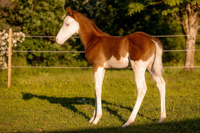 Außergewöhnlicher Quarter/Paint Horse Hengst mit Top Reining Abstammung, Kerstin Rehbehn (Pferdemarketing Ost), Horses For Sale, Nienburg