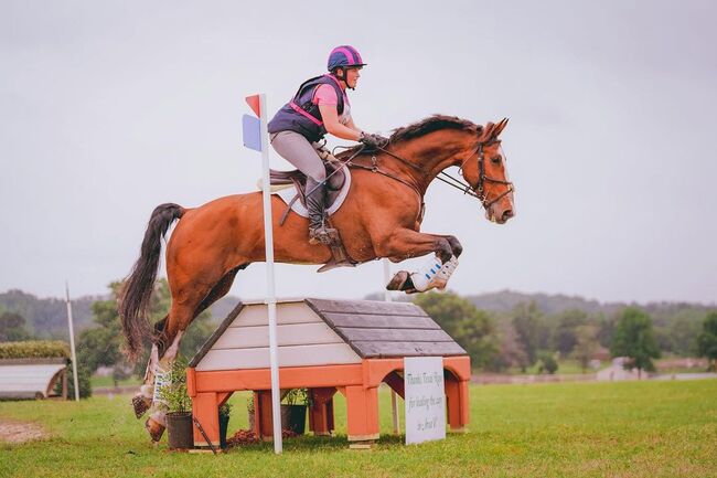 Exceptional Selle Français Eventer- Power, Precision, and Heart, Inna Grace, Horses For Sale, Rathfarnham