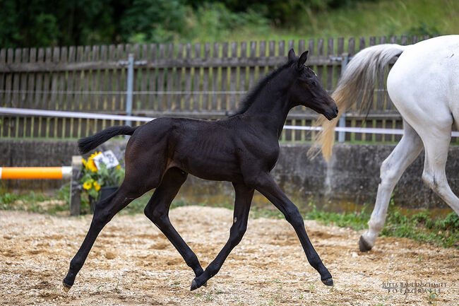 Außergewöhnlicher Hengstabsetzer, Steiner, Horses For Sale, Meitingen, Image 3