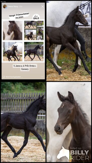 Außergewöhnlicher Hengstabsetzer, Steiner, Horses For Sale, Meitingen, Image 8