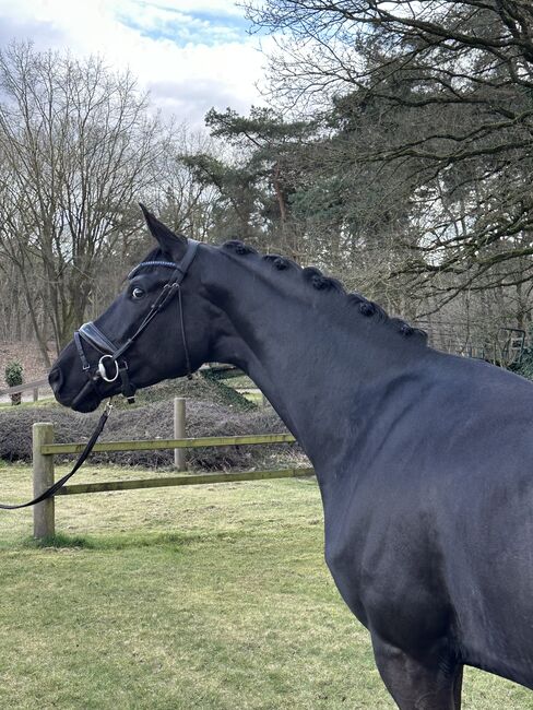 Exceptional black gelding by Sir Donnerhall, Karine, Horses For Sale, Deurne, Image 3