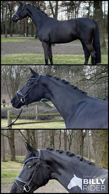 Exceptional black gelding by Sir Donnerhall, Karine, Horses For Sale, Deurne, Image 4