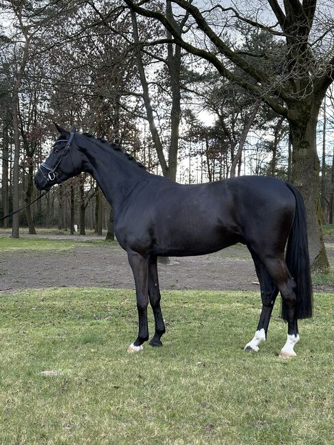 Exceptional black gelding by Sir Donnerhall, Karine, Horses For Sale, Deurne