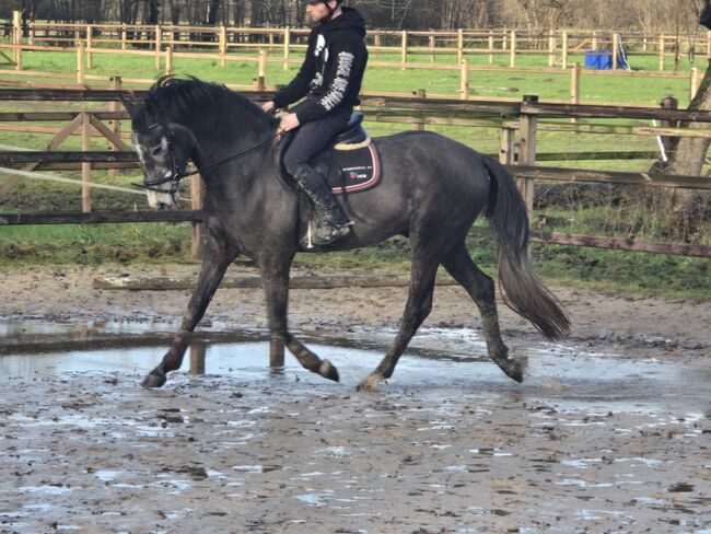 Ausnahmetalent für den Springsport/Zucht, Ich40, Horses For Sale, Isterberg Wengsel, Image 9