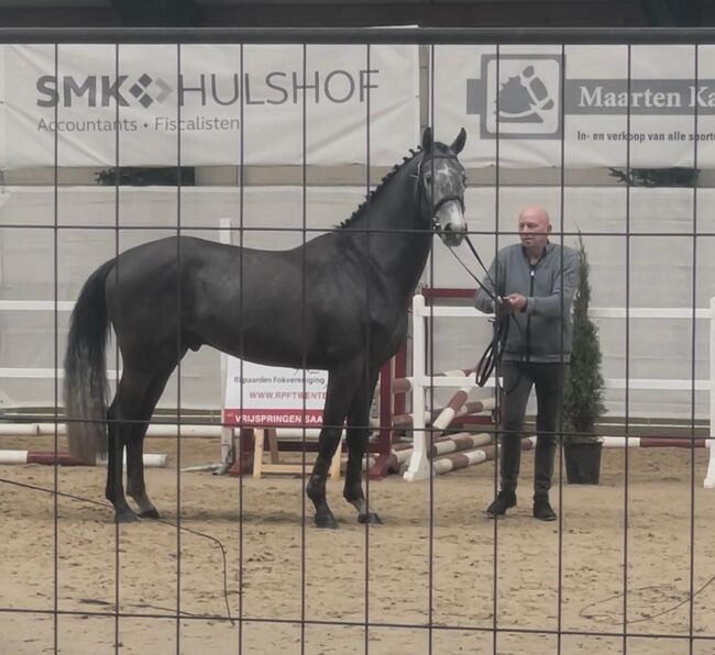Ausnahmetalent für den Springsport/Zucht, Ich40, Horses For Sale, Isterberg Wengsel, Image 7