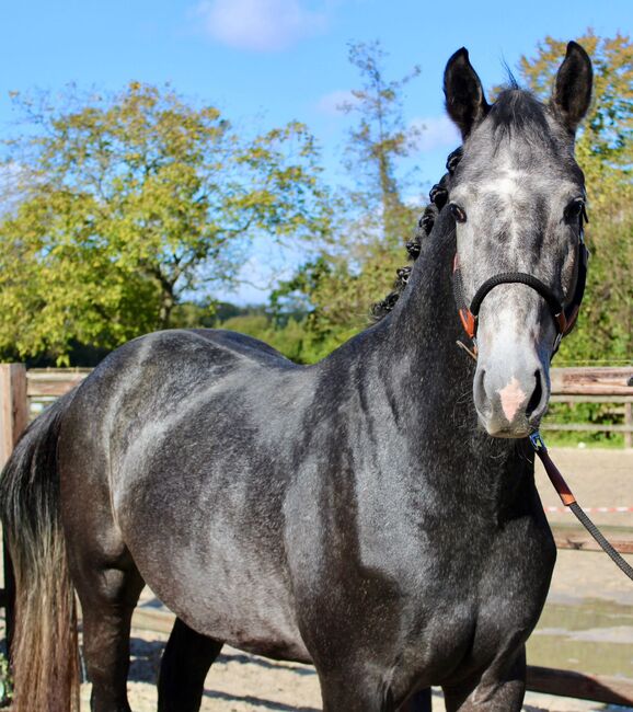 Ausnahmetalent für den Springsport/Zucht, Ich40, Horses For Sale, Isterberg Wengsel