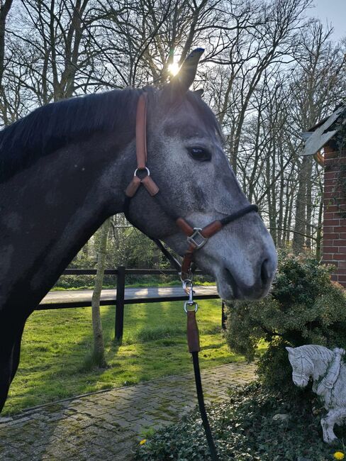 Ausnahmetalent für den Springsport/Zucht, Ich40, Horses For Sale, Isterberg Wengsel, Image 3