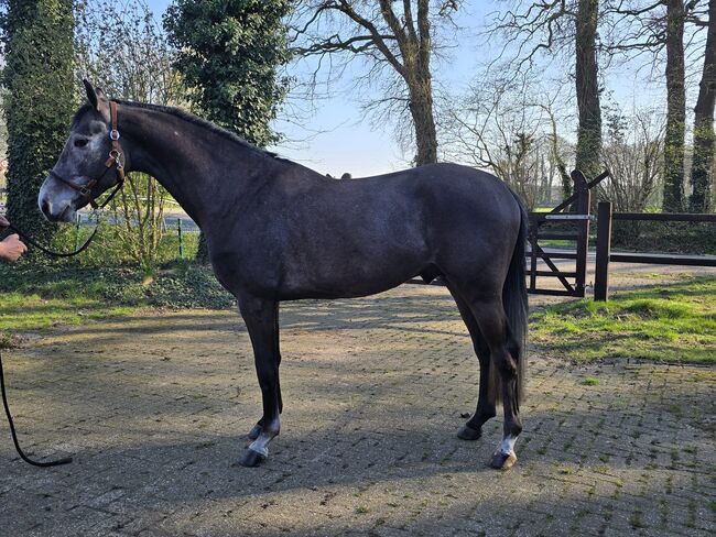 Ausnahmetalent für den Springsport/Zucht, Ich40, Horses For Sale, Isterberg Wengsel, Image 4