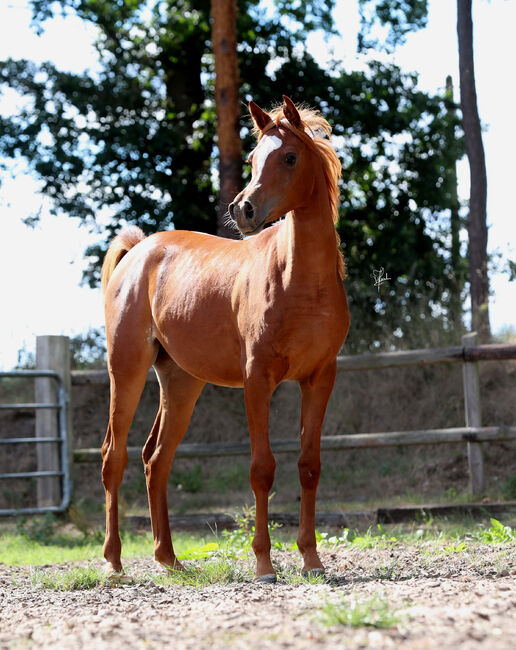 Außergewöhnliche Blue List Stute, Patrick Ricke , Horses For Sale, Winterberg 