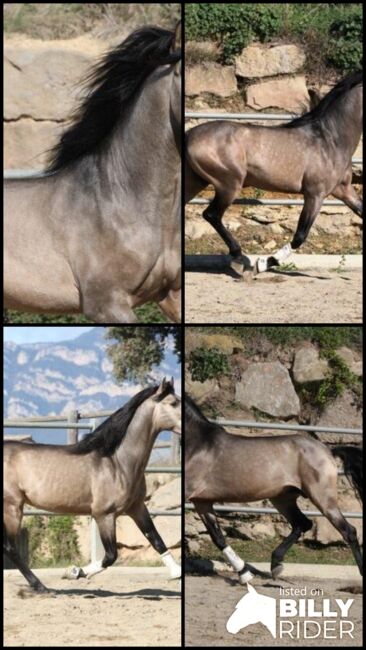 Exclusiver Buckskin Hengst - Gekört - Rohdiamant, Thomas Adams (Caballos PRE), Horses For Sale, Bell, Image 10