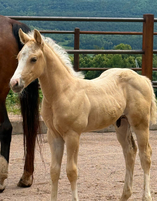 Exklusives Palomino-Hengstfohlen mit Top-Reining-Abstammung, Amelie Liegl, Horses For Sale, Eppan