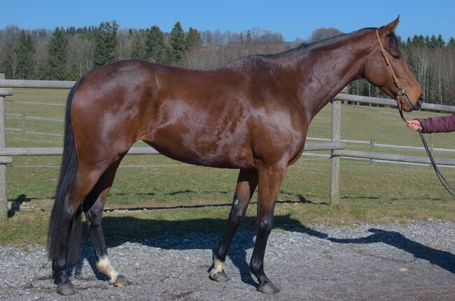 Exklusive Nachwuchsstute von Guilani/Tertullian/Monsun/Dalakhani, Carmen Fromm, Horses For Sale, Scharnstein 