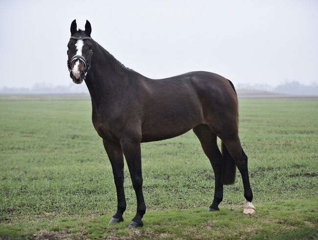 Exlusive spring 110cm Classic, Izmos, Horses For Sale, Békésszentandrás, Image 4