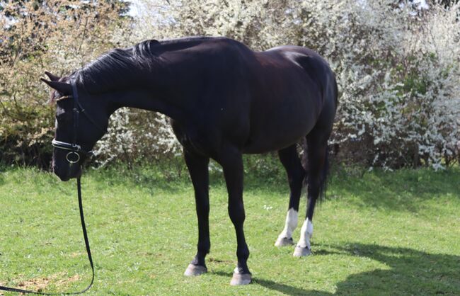 gehobenes Freizeitpferd, Lea, Horses For Sale, Leobendorf