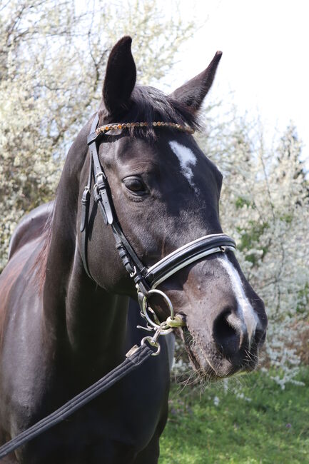 gehobenes Freizeitpferd, Lea, Horses For Sale, Leobendorf, Image 5