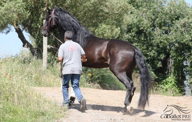 Exclusiver Gekörter  PRE Rapphengst - 1.70 m - Top Abstammung, Thomas Adams (Caballos PRE), Horses For Sale, Bell, Image 7