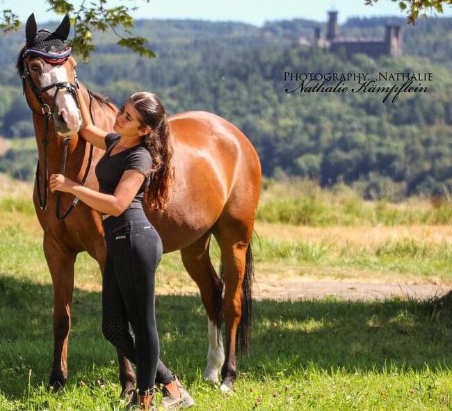 Turniererfahrener Allrounder v. The Braes My Mobility x Brilliant, Pferdevermittlung Leus (Pferdevermittlung Leus ), Horses For Sale, Limburg, Image 3