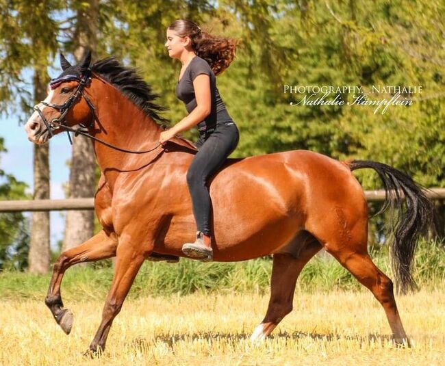 Turniererfahrener Allrounder v. The Braes My Mobility x Brilliant, Pferdevermittlung Leus (Pferdevermittlung Leus ), Horses For Sale, Limburg, Image 4