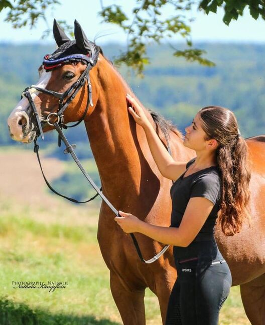 Turniererfahrener Allrounder v. The Braes My Mobility x Brilliant, Pferdevermittlung Leus (Pferdevermittlung Leus ), Horses For Sale, Limburg