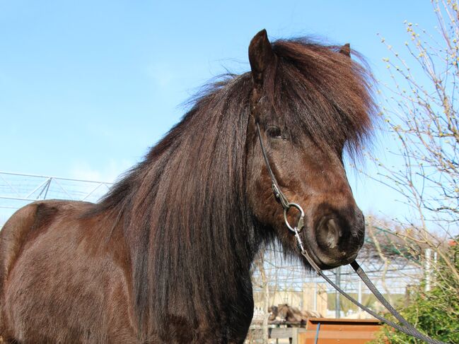 erfahrener Isländer Wallach mit viel Langhaar, Sabine Opitz Wieben (Reiter - & Erlebnisbauernhof Groß Briesen GmbH), Horses For Sale, Groß Briesen