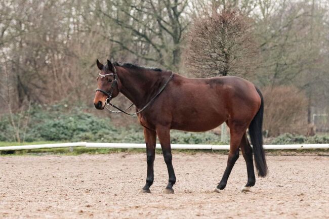 Turniererfahrene Stute von Tangelo Van De Zuuthoeve x Burggraf, Pferdevermittlung Leus, Horses For Sale, Kiel, Image 4