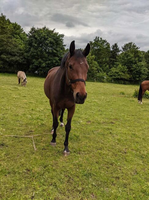 Turniererfahrene Stute von Tangelo Van De Zuuthoeve x Burggraf, Pferdevermittlung Leus, Horses For Sale, Kiel, Image 3