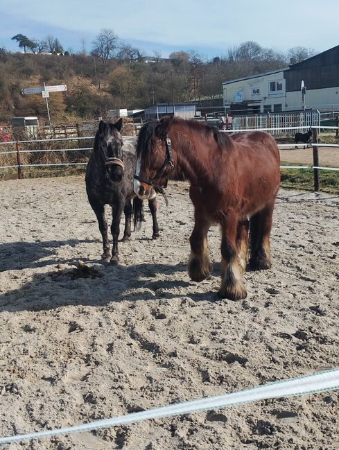 Erfahrene zuverlässige2x R.B. in Pulheim, Maria Weber , Horse Sharing, Erftstadt Bliesheim, Image 7