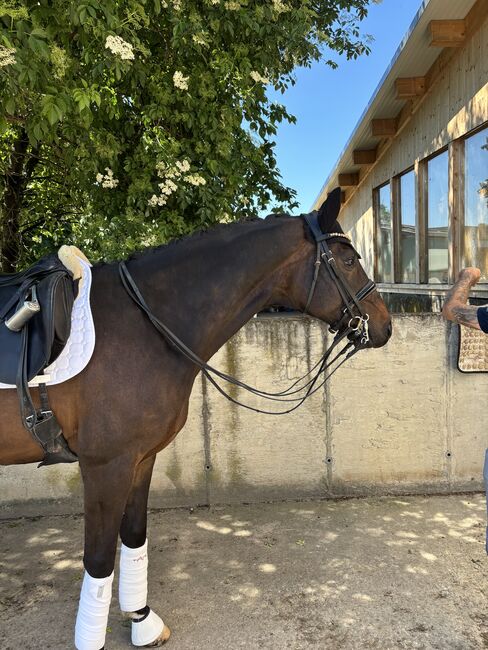 Ausdrucksstarkes Dressurpferd, Carolin Herb, Horses For Sale, Schopfheim, Image 2
