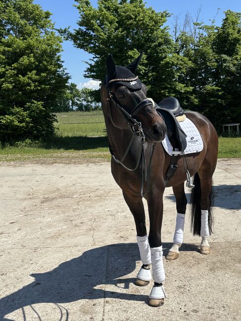 Ausdrucksstarkes Dressurpferd, Carolin Herb, Horses For Sale, Schopfheim