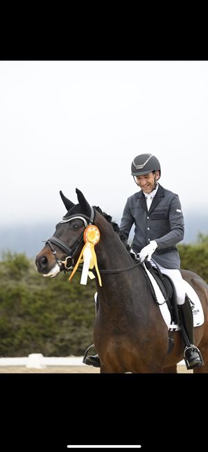 Ausdrucksstarkes Dressurpferd, Carolin Herb, Horses For Sale, Schopfheim, Image 3