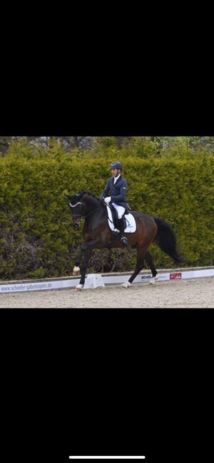 Ausdrucksstarkes Dressurpferd, Carolin Herb, Horses For Sale, Schopfheim, Image 5