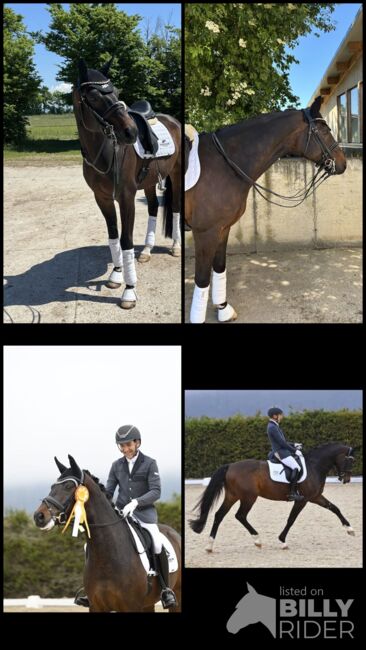 Ausdrucksstarkes Dressurpferd, Carolin Herb, Horses For Sale, Schopfheim, Image 7