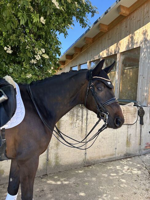 Ausdrucksstarkes Dressurpferd, Carolin Herb, Horses For Sale, Schopfheim, Image 6