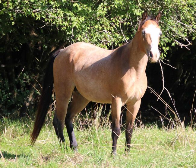 ausdrucksstarker Paint Horse Hengst, Kerstin Rehbehn (Pferdemarketing Ost), Horses For Sale, Nienburg, Image 5