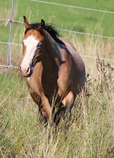 ausdrucksstarker Paint Horse Hengst, Kerstin Rehbehn (Pferdemarketing Ost), Horses For Sale, Nienburg, Image 4