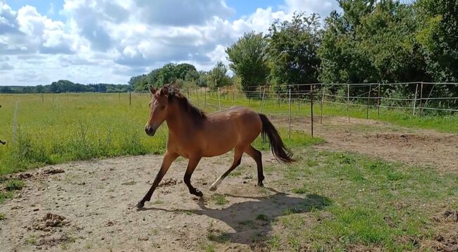 ausdruckstarker Ponyhengst Pony Hengst zu verkaufen, Dora, Horses For Sale, Gram, Image 5