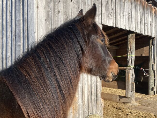 Ausdrucksstarker Quarterhorse Wallach, I.H., Horses For Sale, Eglfing , Image 3