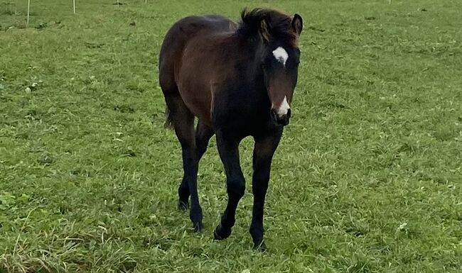 Ausdrucksstarker Quarterhorse Wallach, I.H., Horses For Sale, Eglfing , Image 10