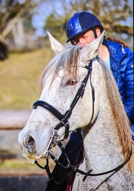 Ausdruckstarker temperamentvoller PRE Mix Wallach Andalusier, Stefanie, Horses For Sale, Gaienhofen, Image 3