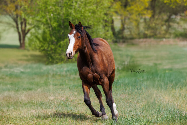 Ausdrucksstarke 2jährige QH Stute, Kerstin Rehbehn (Pferdemarketing Ost), Horses For Sale, Nienburg, Image 2