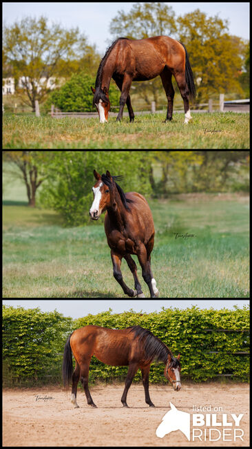 Ausdrucksstarke 2jährige QH Stute, Kerstin Rehbehn (Pferdemarketing Ost), Horses For Sale, Nienburg, Image 4