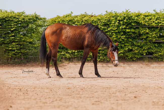 Ausdrucksstarke 2jährige QH Stute, Kerstin Rehbehn (Pferdemarketing Ost), Horses For Sale, Nienburg, Image 3