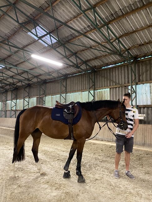 Ausdrucksstarke, liebevolle Stute, Fabienne Rietzler, Horses For Sale, Tarrenz, Image 6