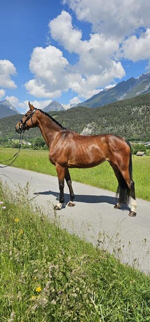 Ausdrucksstarke, liebevolle Stute, Fabienne Rietzler, Horses For Sale, Tarrenz, Image 2