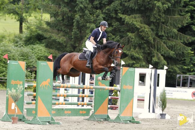 Ausdrucksstarke, liebevolle Stute, Fabienne Rietzler, Horses For Sale, Tarrenz, Image 4