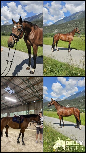 Ausdrucksstarke, liebevolle Stute, Fabienne Rietzler, Horses For Sale, Tarrenz, Image 7