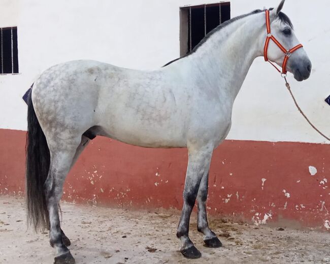 Ausdrucksstarker PRE Wallach, Traumpferd PRE  (Traumpferd PRE ), Horses For Sale, Friesenhagen , Image 7